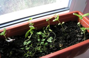 Zioła rozsadzone ziola przesadzone